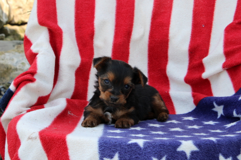 puppy, for, sale, Yorkshire Terrier, Matthew B. Stoltzfus, dog, breeder, Gap, PA, dog-breeder, puppy-for-sale, forsale, nearby, find, puppyfind, locator, puppylocator, aca
